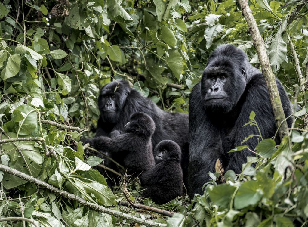 Family of moutanis gorillas, baby, mother and father, in virunga national park, DRC, Africa