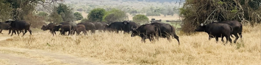 Akagera National Park in Rwanda, scenic savannah with diverse wildlife.