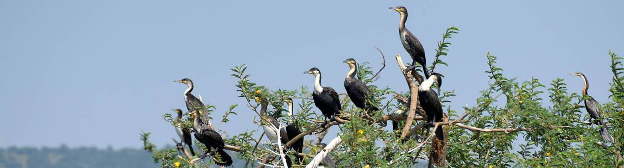 Birdwatchers observing diverse bird species in Burundi's lush landscapes